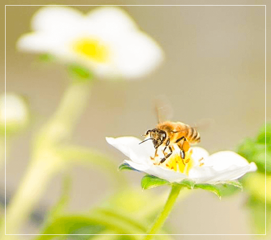 農薬ではなく身近な菌で栽培