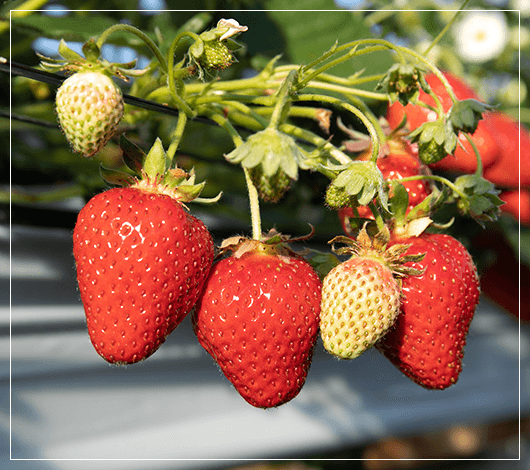 ベストな状態での収穫